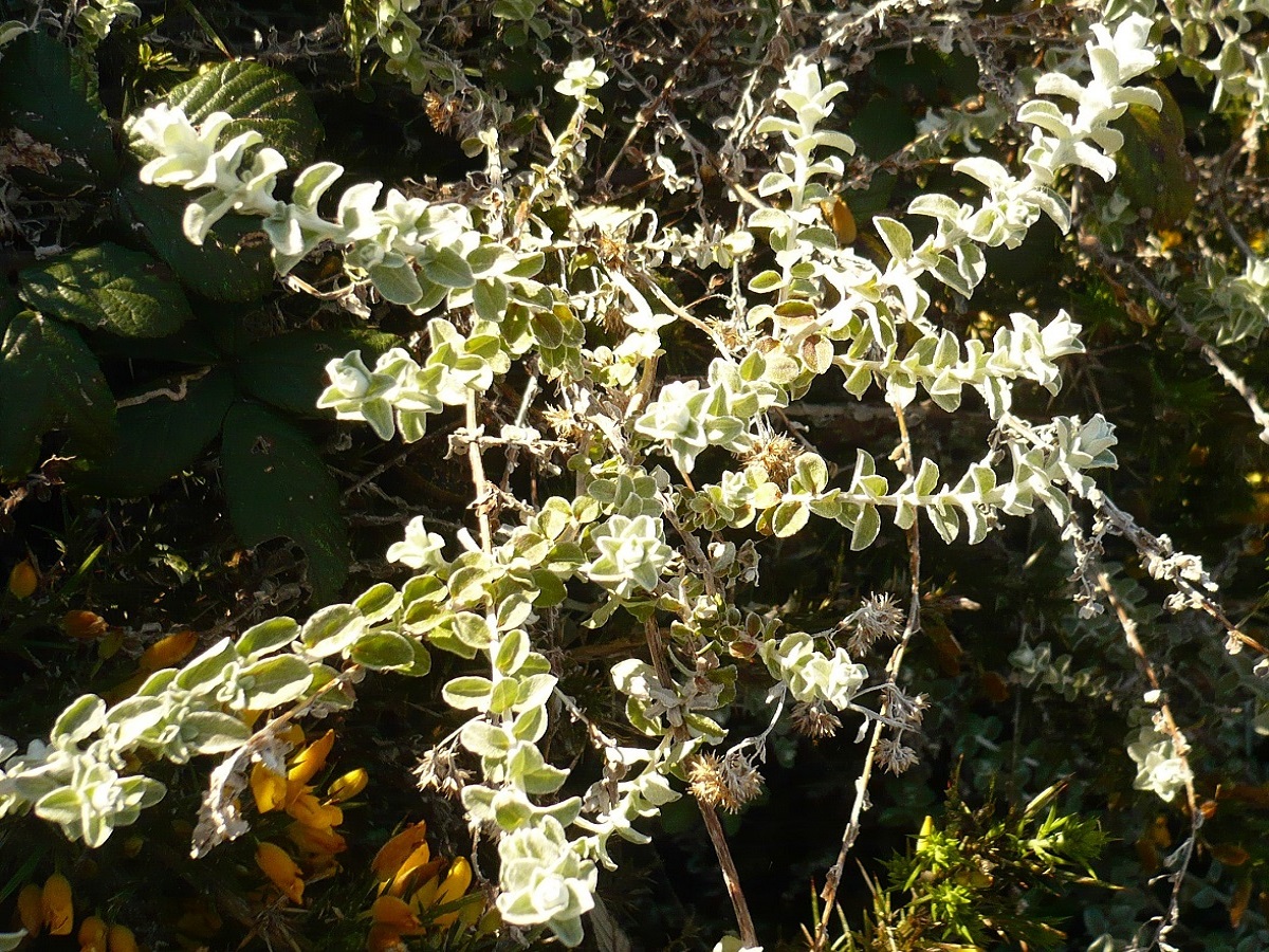 Plecostachys serpyllifolia (Asteraceae)